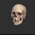 Detailed Human Skull Anatomical Structure With Eye Sockets Teeth Isolated On Dark Background