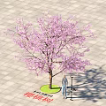 Deciduous Tree With Pink Blossoms Standing On Paved Ground Near Lamp Post