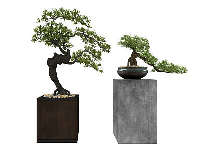 New Chinese Bonsai Pine Plant model