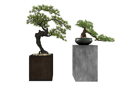 New Chinese Bonsai Pine Plant 3d model