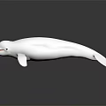 White Beluga Whale With Open Mouth Black Eyes Smooth Streamlined Body On Dark Reflective Background