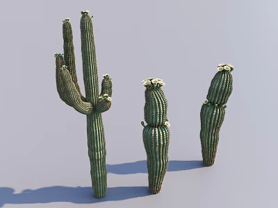 Three Decorative Succulent Cactus Plants with Green Stems and White Flowers 3d model