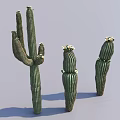Three Decorative Succulent Cactus Plants with Green Stems and White Flowers