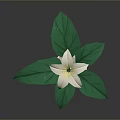 Indoor Plant With White Flower And Green Leaves In Textured Beige Pot
