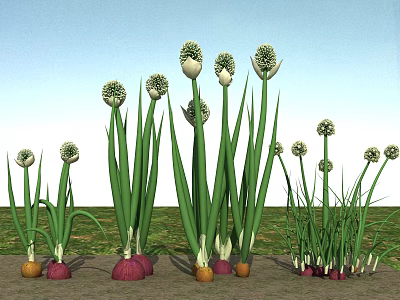 Fresh Onions With Green Stems And Red Yellow Bulbs Growing In Garden 3d model
