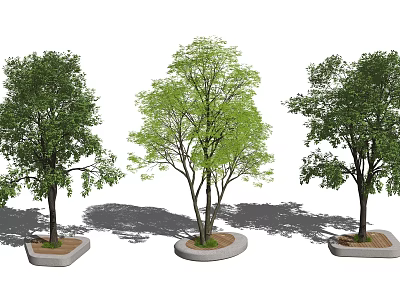 Leafy Trees In Circular And Square Concrete Tree Pits With Shadows 3d model