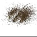Light Brown And Golden Ornamental Grass With Fluffy Slender Leaves On Black Background