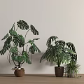 Indoor Decorative Potted Plants With Large And Small Green Leaves On Wooden Floor