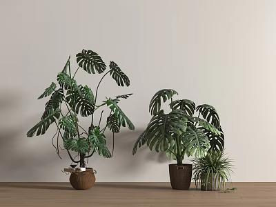 Indoor Decorative Potted Plants With Large And Small Green Leaves On Wooden Floor 3d model