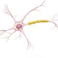 Structure of neurons Neural structure Cellular neural structure 3d model
