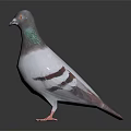 Gray and White Pigeon with Green Neck Feathers Standing on Black Background With Reflection