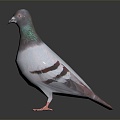 Modern Pigeon Birds 3d model