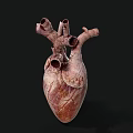 Human Heart Anatomical Structure With Blood Vessels 3D Model Detailed View