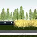 Natural Arbor Scenery with Neat Tall Trees Green Grassland Golden Reeds and Path in Landscape