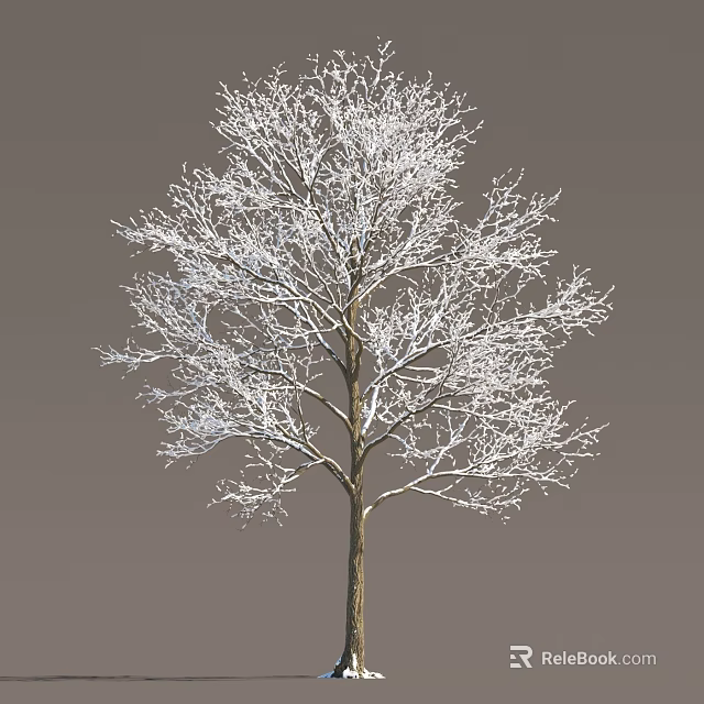 Tall Arbor With Snow Covered Branches Against Gray Background In Winter 3d model 