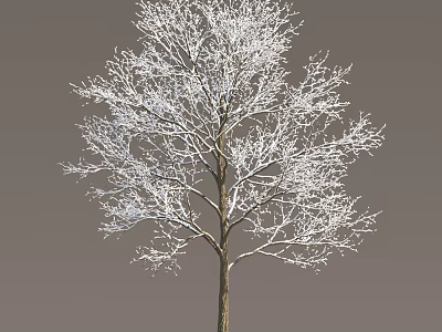 Tall Arbor With Snow Covered Branches Against Gray Background In Winter 3d model