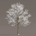 Tall Arbor With Snow Covered Branches Against Gray Background In Winter