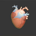 Anatomical Human Heart Organ 3D Model With Red Tissue And Blue Vascular Details