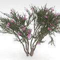 Vibrant Blooming Plant With Multiple Trunks Green Foliage And Pink Flowers
