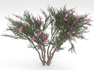 Vibrant Blooming Plant With Multiple Trunks Green Foliage And Pink Flowers 3d model