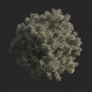 Shrubs 3d model