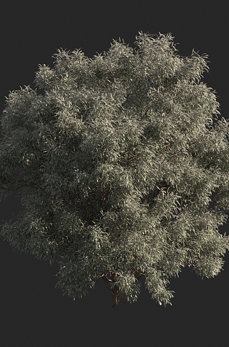 Shrubs 3d model