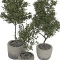 Bonsai Potted Plants With Evergreen Foliage In Stone Pots Of Various Heights For Indoor Decor