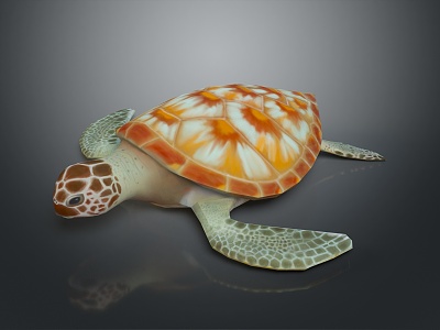 small turtle green turtle big turtle black turtle pacific turtle flat-backed turtle model