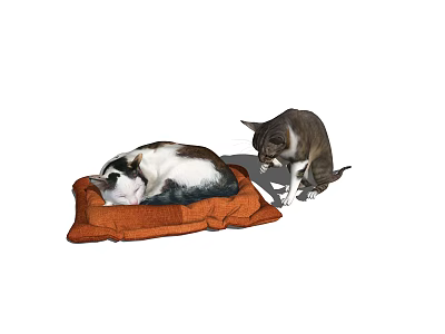 Reptiles Resting On Orange Cushion With One Observing Another Nearby 3d model