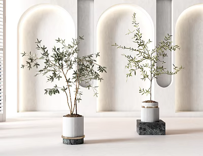 Bonsai Plants In White Ceramic Pots For Modern Indoor Arch Design Decor 3d model