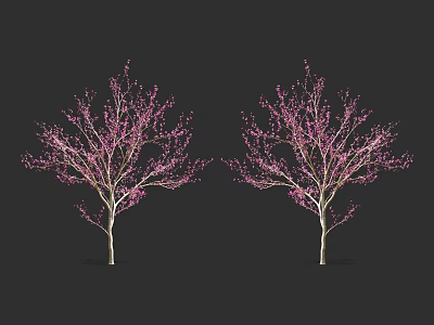 Two Trees with Pink Flowers and Delicate Branches Against Dark Background 3d model