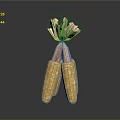 Fresh Two Corn Cobs With Golden Kernels And Soft Corn Silk On Top