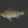 Catfish Carp Sturgeon Bass Freshwater Fish Various Carp Grass Carp Crucian Carp 3d model