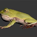 Green Frog With Red Toes On Dark Surface Showing Reflection 3d model