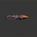 Vibrant Purple Orange Beetle With Large Pincers Glossy Exoskeleton And Detailed Texture