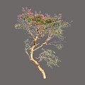 Graceful Arbor With Curved Trunk Green Leaves And Pink Flowers