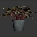 Green And Purple Variegated Leaf Plant In Metal Pot Against Dark Background