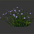 Vibrant Purple and White Flowering Plant with Green Stems Leaves against Dark Background