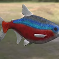 Vibrant Fish With Red Blue Gray Body White Fins Tail Blue Eyes In Natural Setting