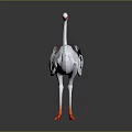 White Ostrich Bird With Red Beak And Orange Feet On Gray Background