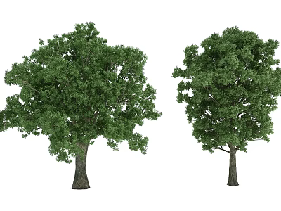 Tree 3d model Tree 3d model
