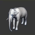 Gray Elephant Standing On Dark Surface With Long Ivory Tusks