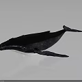 Whale 3D Model With Dark Blue Skin On Gray Background And Soft Lighting