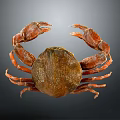 Brown Crab With Large Claws And Fresh Shell On Gray Background