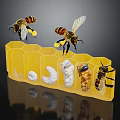 Flying Insect Bees In Honeycomb Structure With Larvae Pupa And Adult Life Stages