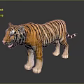 Realistic 3D Tiger Model With Orange Stripes White Belly Open Mouth And Gray Background