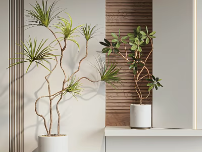Modern Bonsai Potted Plants Indoor With White Pots And Wooden Panel Background 3d model