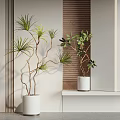 Modern Bonsai Potted Plants Indoor With White Pots And Wooden Panel Background