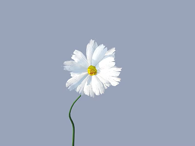 Beautiful White Flower With Yellow Center And Green Stem On Light Blue Background 3d model
