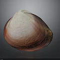 Natural Seashell With Red And White Gradient Smooth Surface On Gray Background